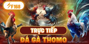 trực tiếp đá gà thomo