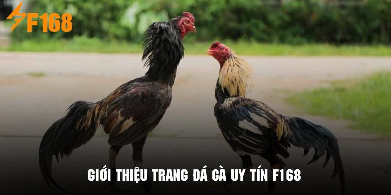 Tìm hiểu sơ lược về trang đá gà uy tín F168 trên thị trường