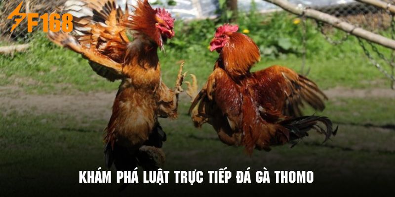 Những quy định cần nắm rõ trong trực tiếp đá gà thomo